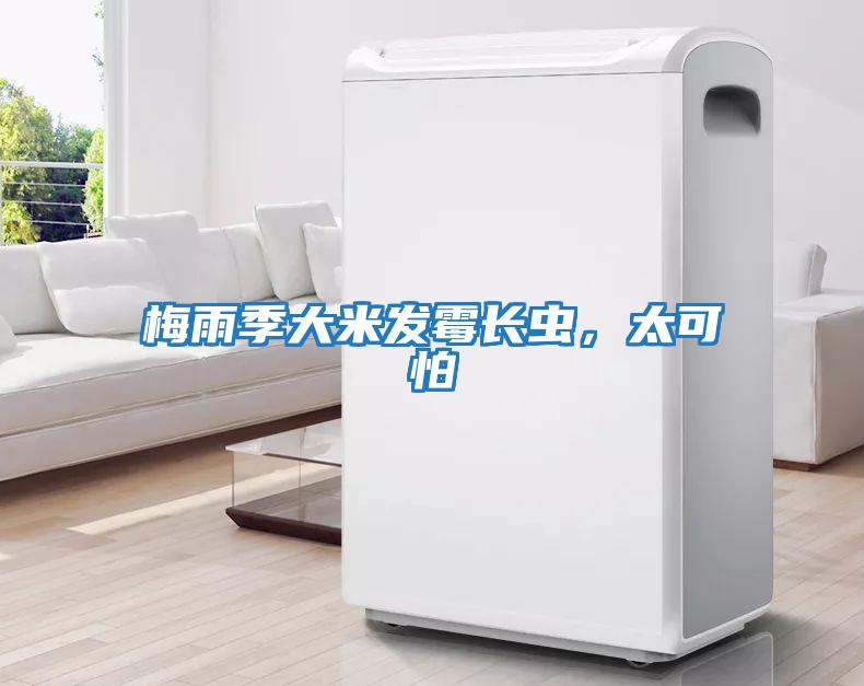 梅雨季大米發霉長蟲,太可怕