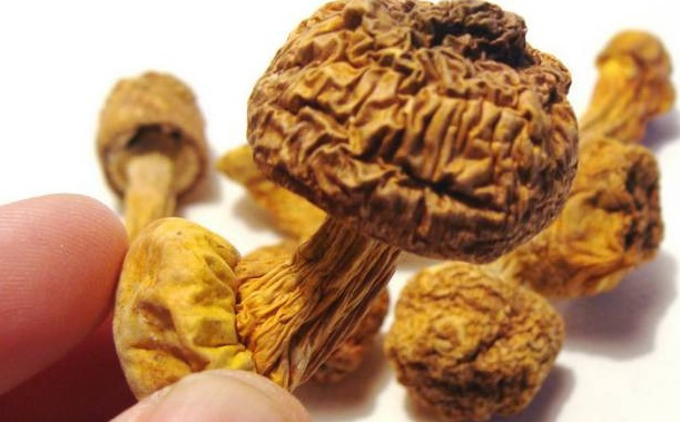 巴西菇、姬松茸烘干機-怎樣烘干色澤好且菇體褶片完整？